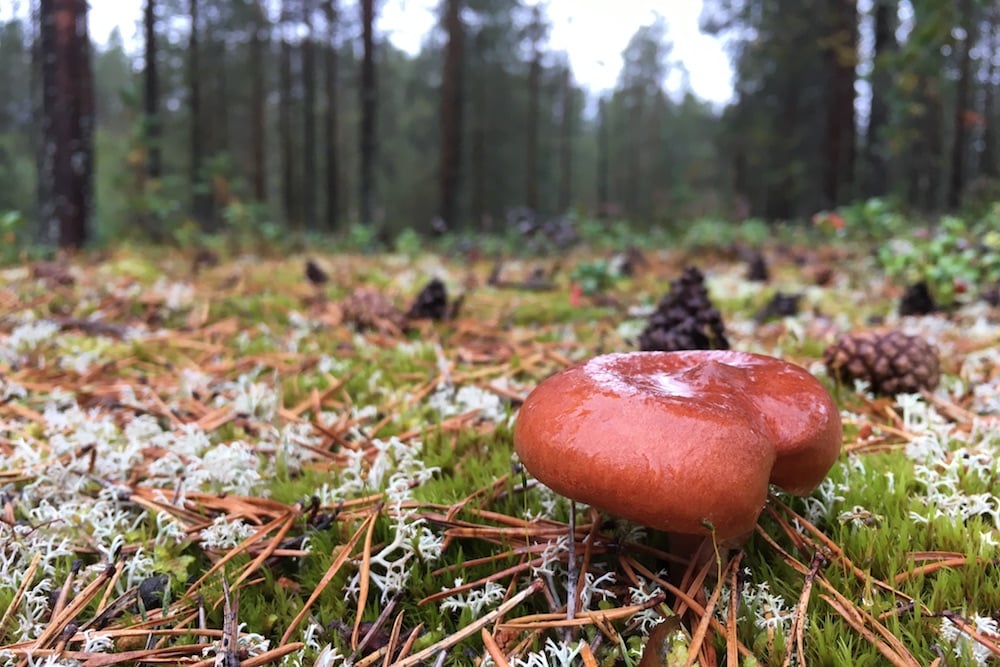 #NordicNews_MåntagsNews_21102019