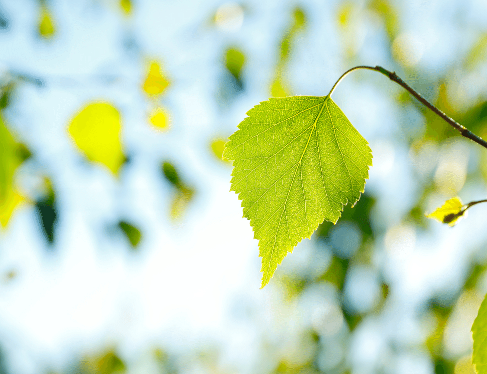 Birch-Leaf-bybgfoto-GettyImages-Royaltyfree4CanvaPro-970x746px
