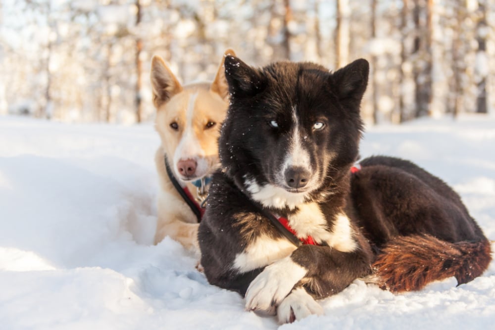Syote-Iso-Syote-Winter-Wochenprogramm-Husky