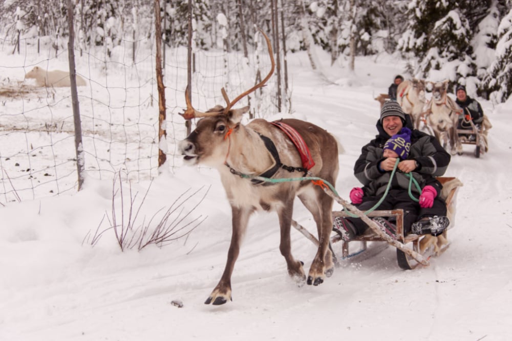 Syote-Iso-Syote-Winter-Wochenprogramm-Rentier-Safari