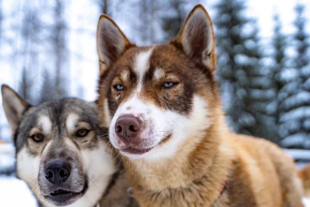 Äksyt Ämmät-Huskies
