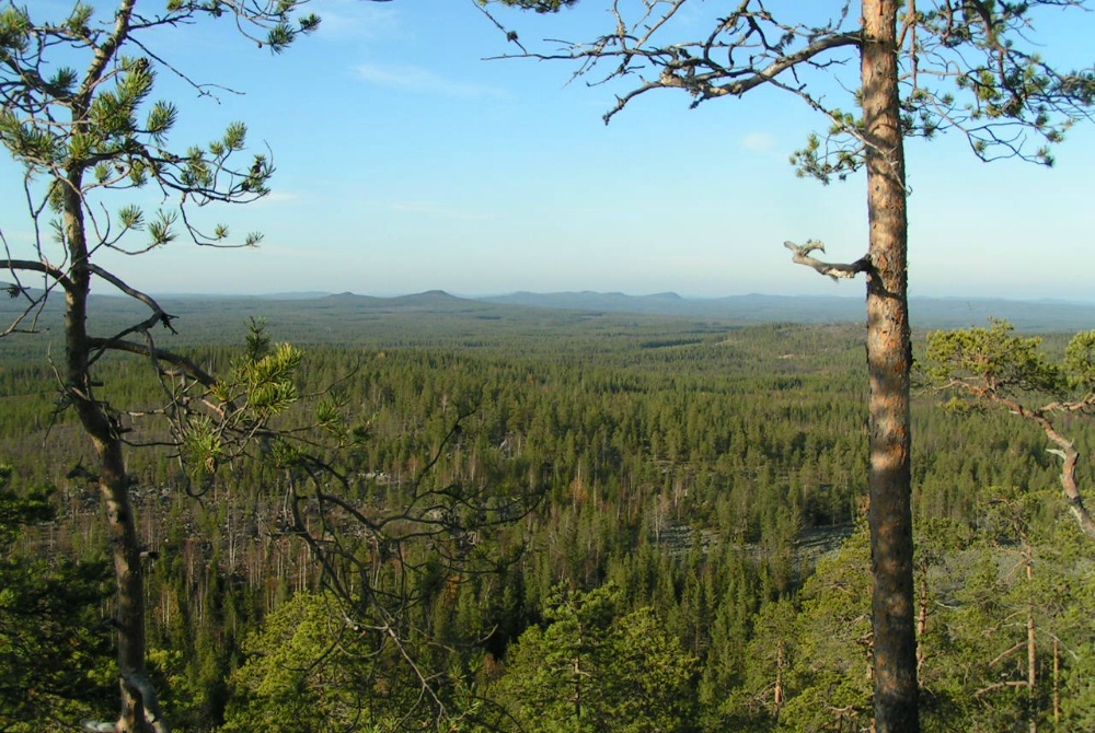 Baumcamping Piteå