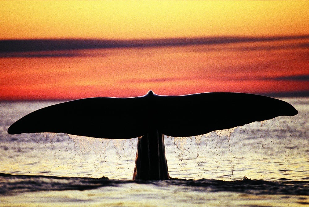 ITB Aussteller Whalesafari Andenes
