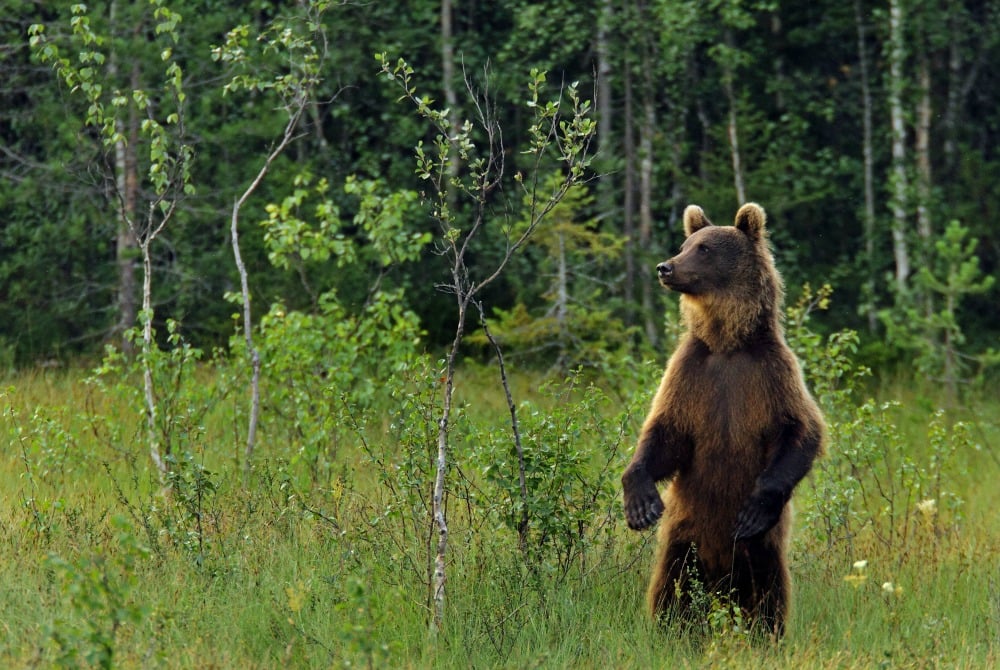Karhu Kuusamo Bär