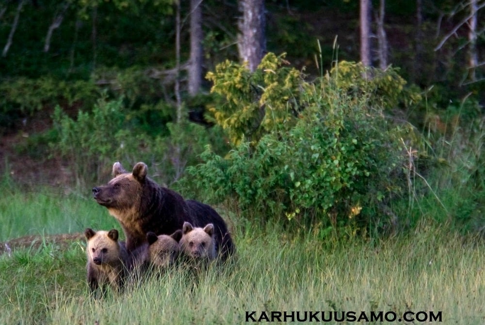 Karhu Kuusamo