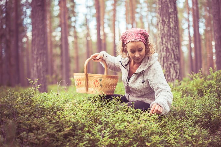 Schweden Skellefteå Beeren