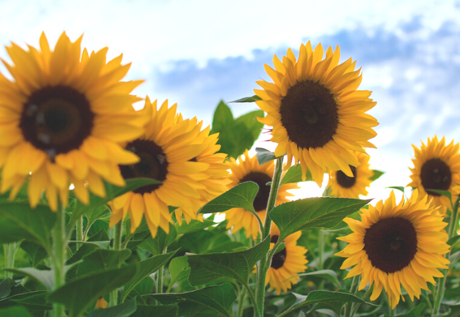 Sunflowers|NordicMarketing