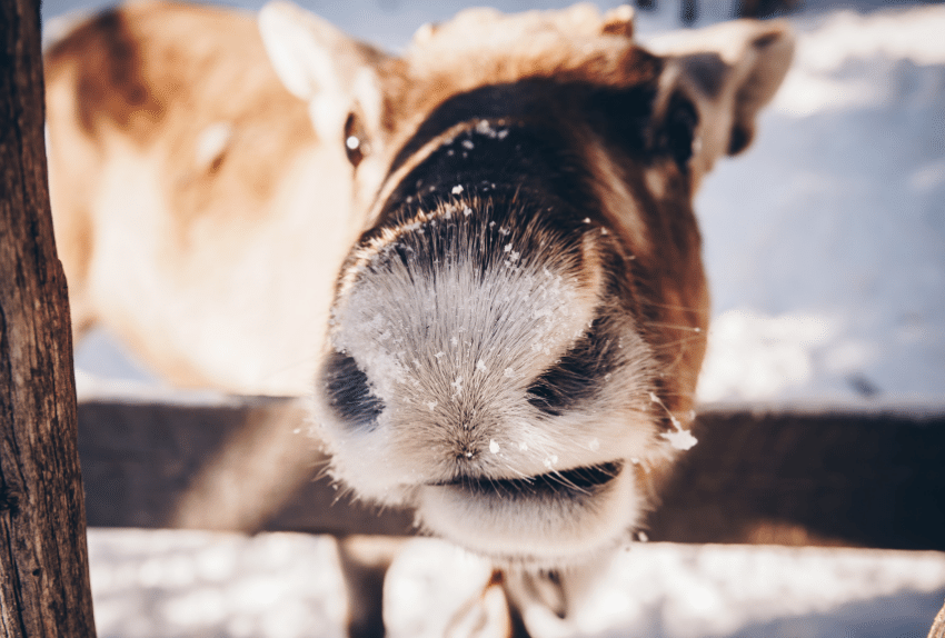 Reindeer in a farm in winter Finnish Lapland@wmaster890