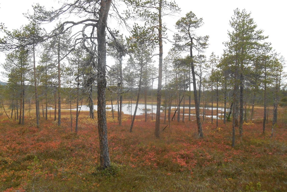 #NordicNews-Reisebranche-12032020
