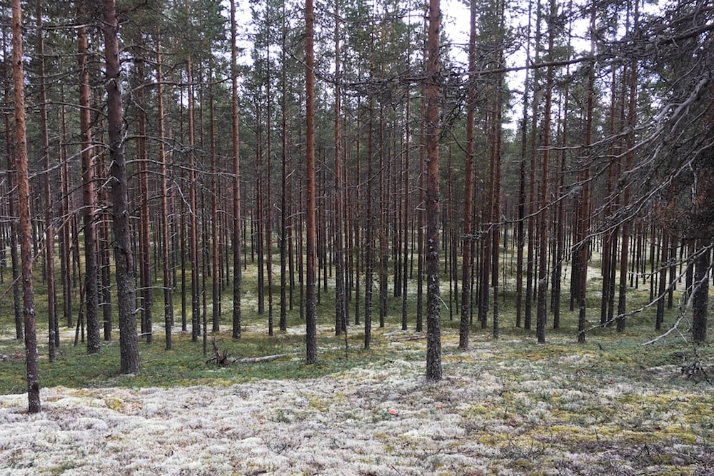 #NordicNews-Reisebranche-31032020