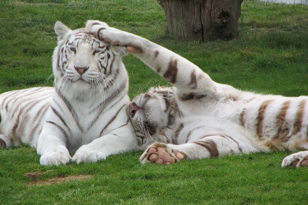 Junsele Zoo