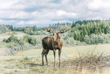 Älgens Hus-Moose