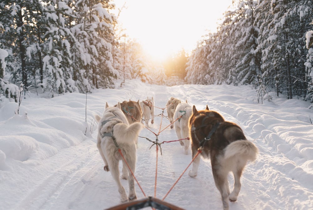 Granö Beckasin-Husky