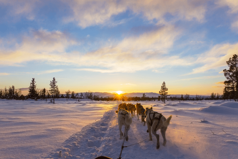 HuskyschlittenfahrtInEisigenWeiten