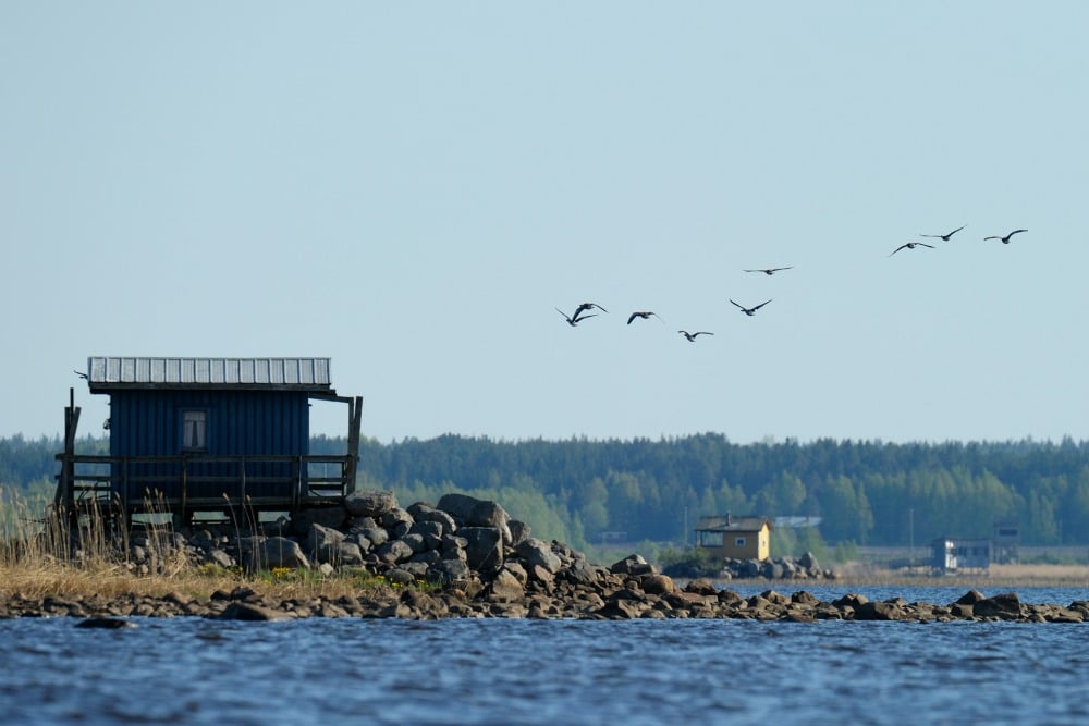 Finnature - Vogelbeobachtung in Finnland & Norwegen