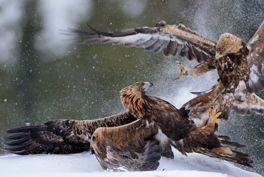 Finnature - Golden Eagle snow fight.