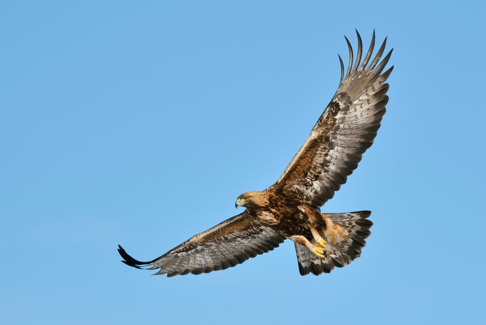 Finnature - Golden Eagle.