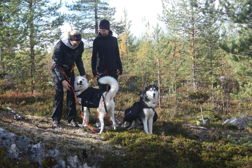 Iso-Syöte - Huskyfarm