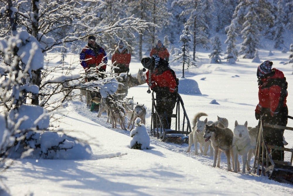 Syötteen_Eräpalvelut_husky_3_1000