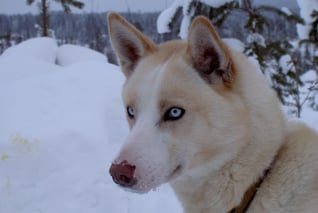 Avvakko-Adventure-Husky-Gällivare_1000