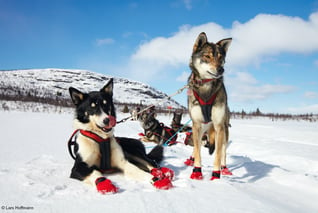 Cold-Nose-Huskies-Wildnis-Expedition01-Lars-Hoffmann_1000