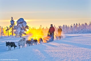 Explore-the-North_Husky-Stille-einer-Winterwoche2-copyright-Michael-Törnkvist_1000