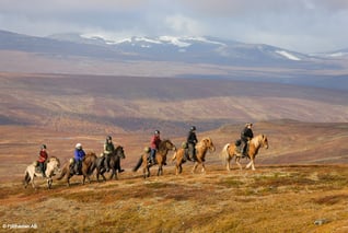 Fjällhästen-Reittouren-Vindelfjällen-Herbst-Schwedisch-Lappland_1000