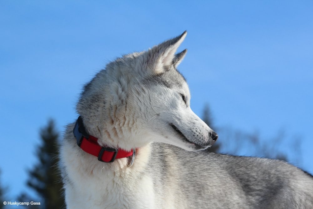 Huskycamp Gasa-Husky