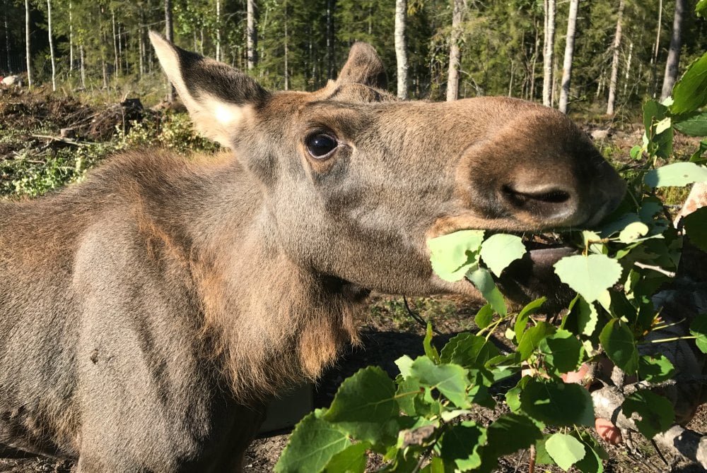 Elchfütterung im Cape Wild