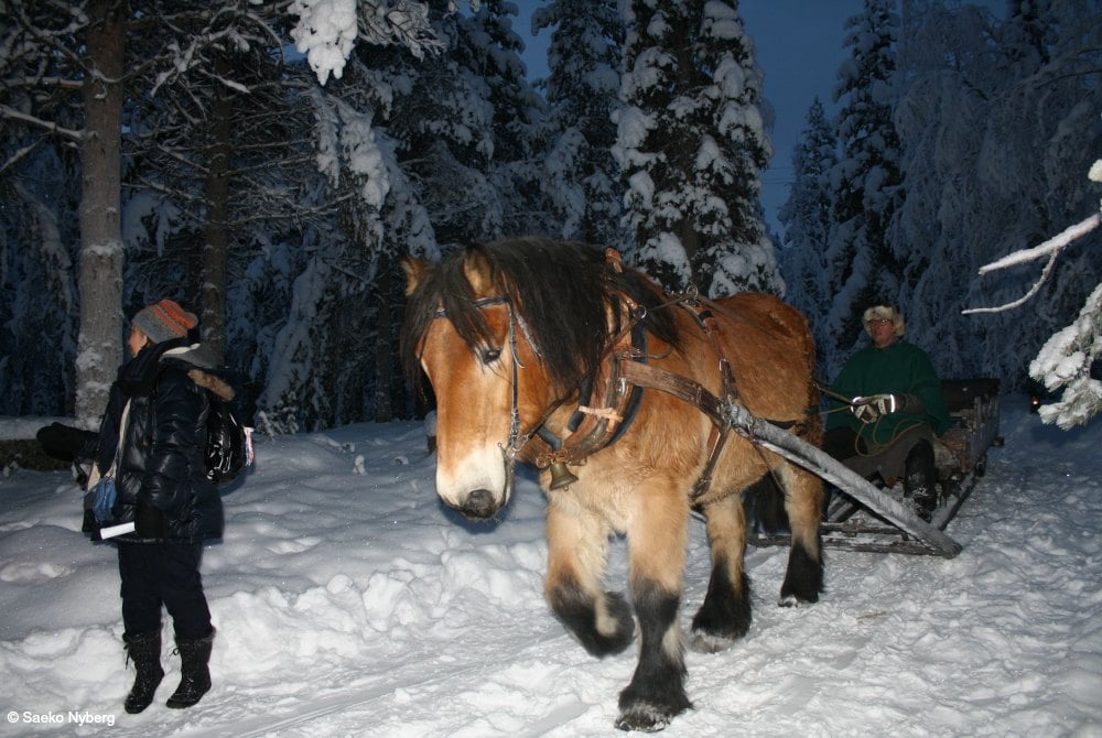 Magic of Lapland-Nordlicht-Schlittenfahrt by Saeko Nyberg