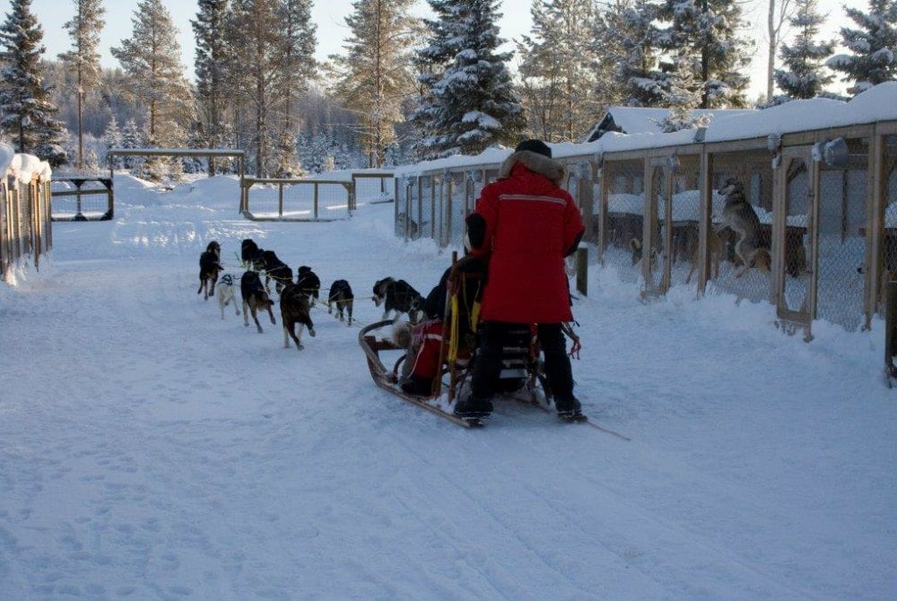 Svedjekojan-Huskyfarm