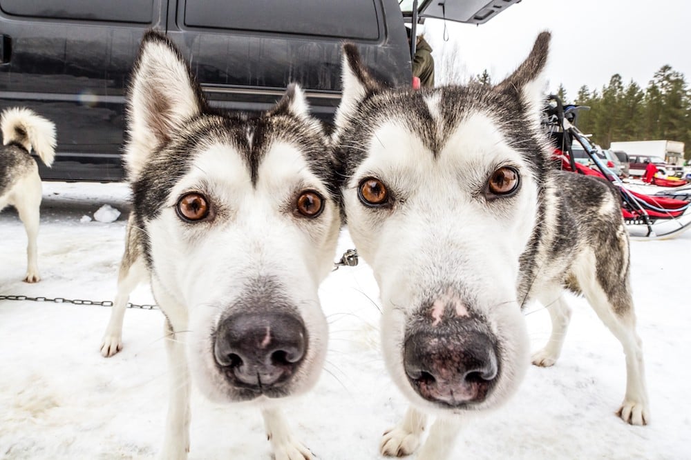 Husky