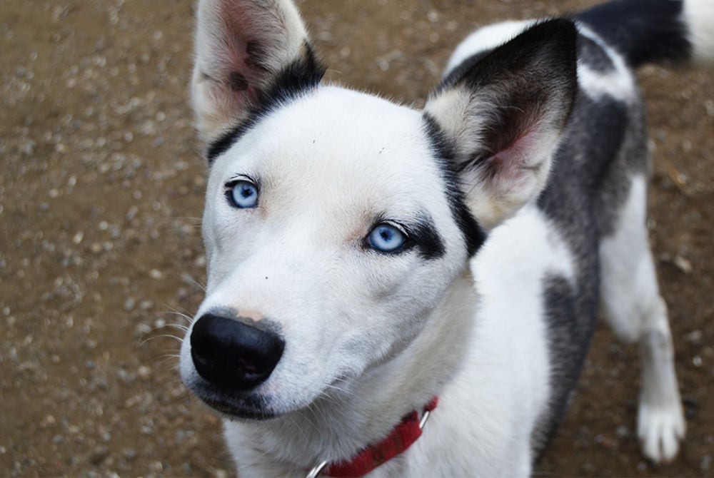Vuokatti Safaris Husky Ipana