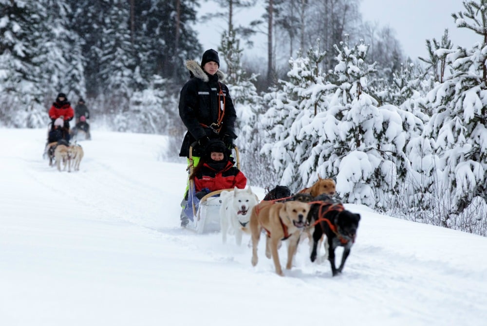 Vuokatti-Safaris - Vuokatti-Huskytour