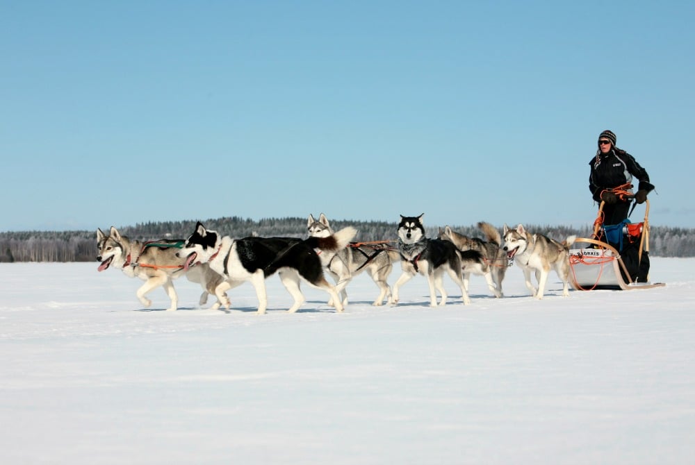 Vuokatti-Safaris_Husky