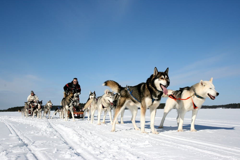 husky safari