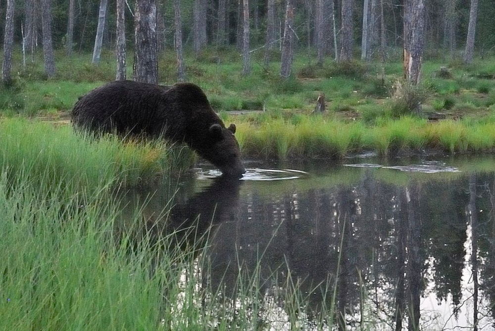 Bärenbeobachtung in der arktischen Seenlandschaft in Kainuu