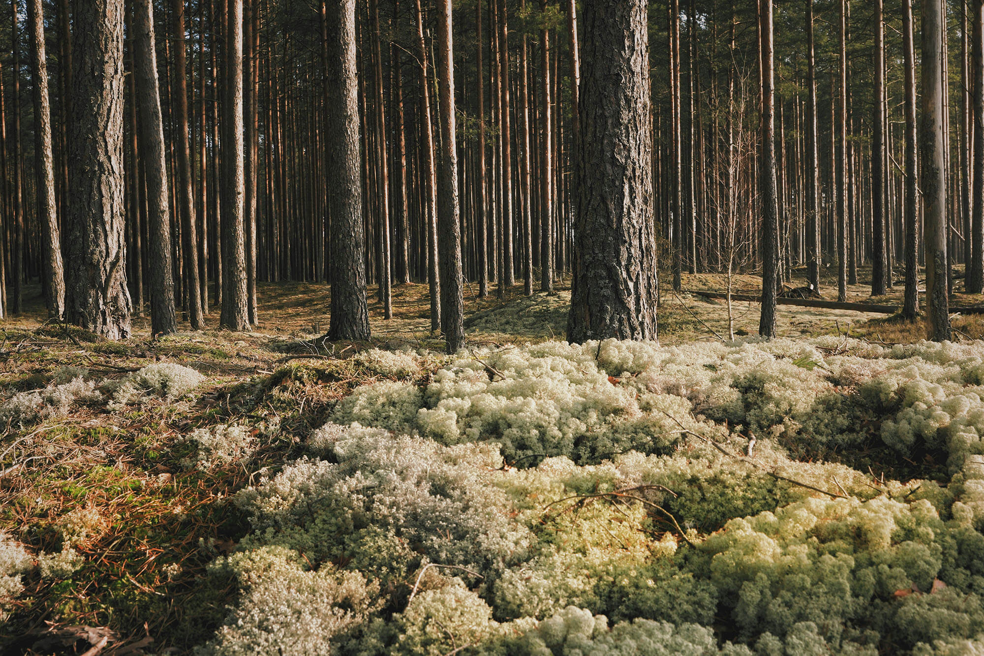 Nordic Forest by Agnese Kisune Unsplash