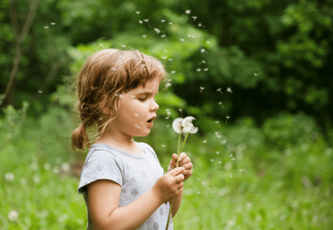 Lapsi puhaltaa auringonkukan siemeniä ilmaan. 