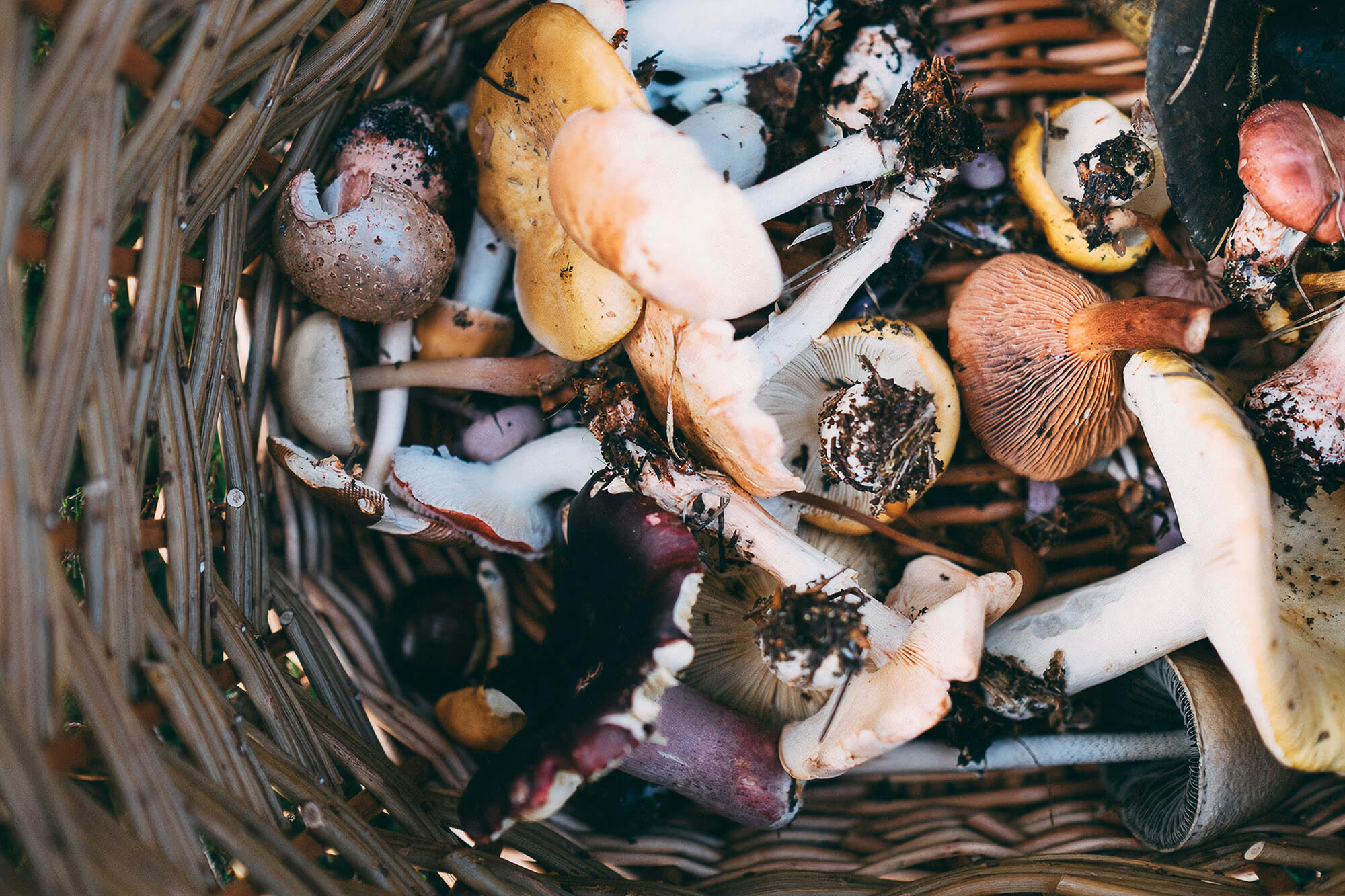 Nordeuropa_Foraging Mushrooms by Annie Spratt Unsplash