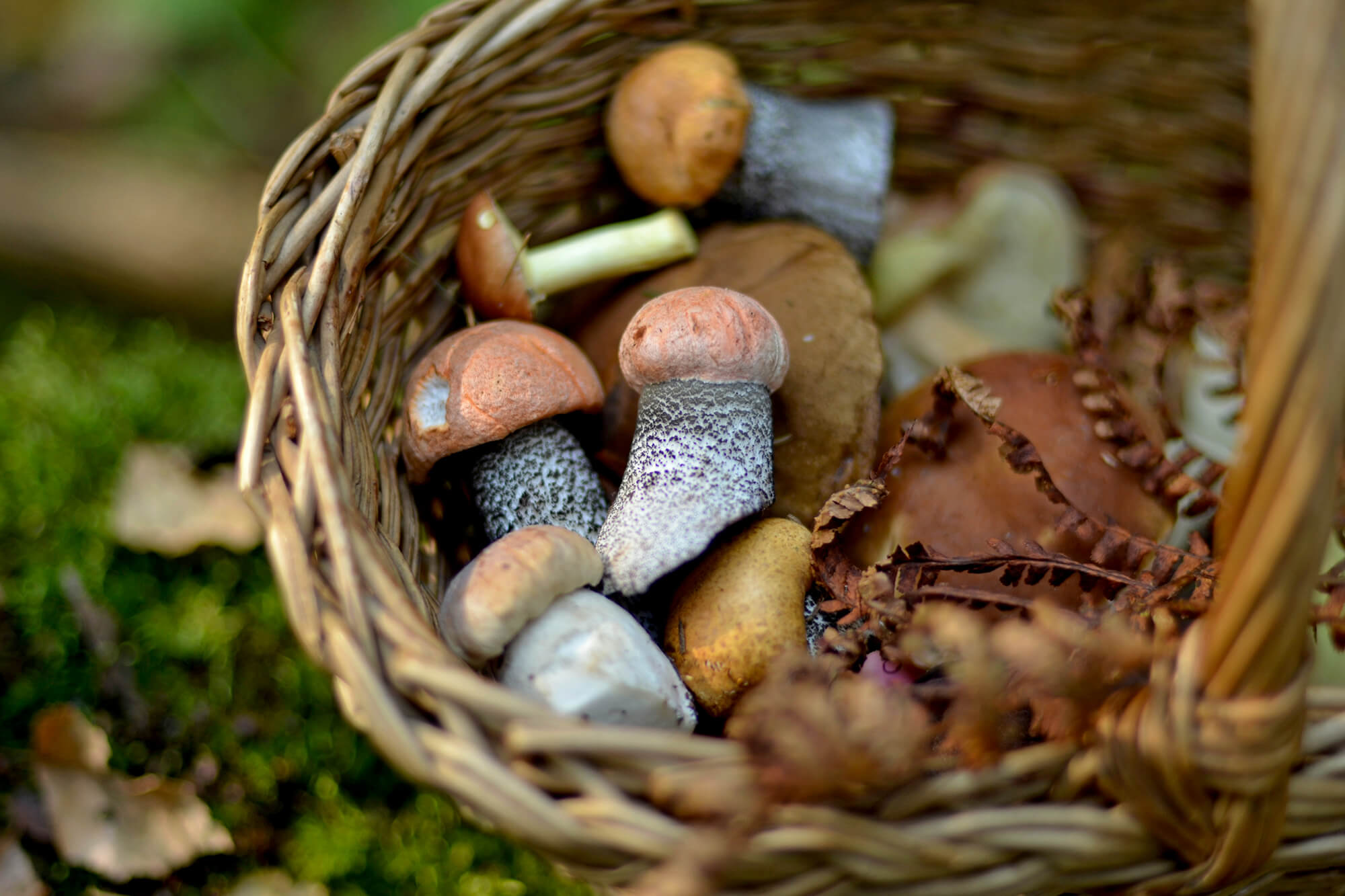 Nordeuropa 2026_Mushrooms by Tatiana Tochilova Unsplash