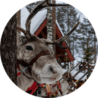 Rentier_Christmas Event © Unsplash