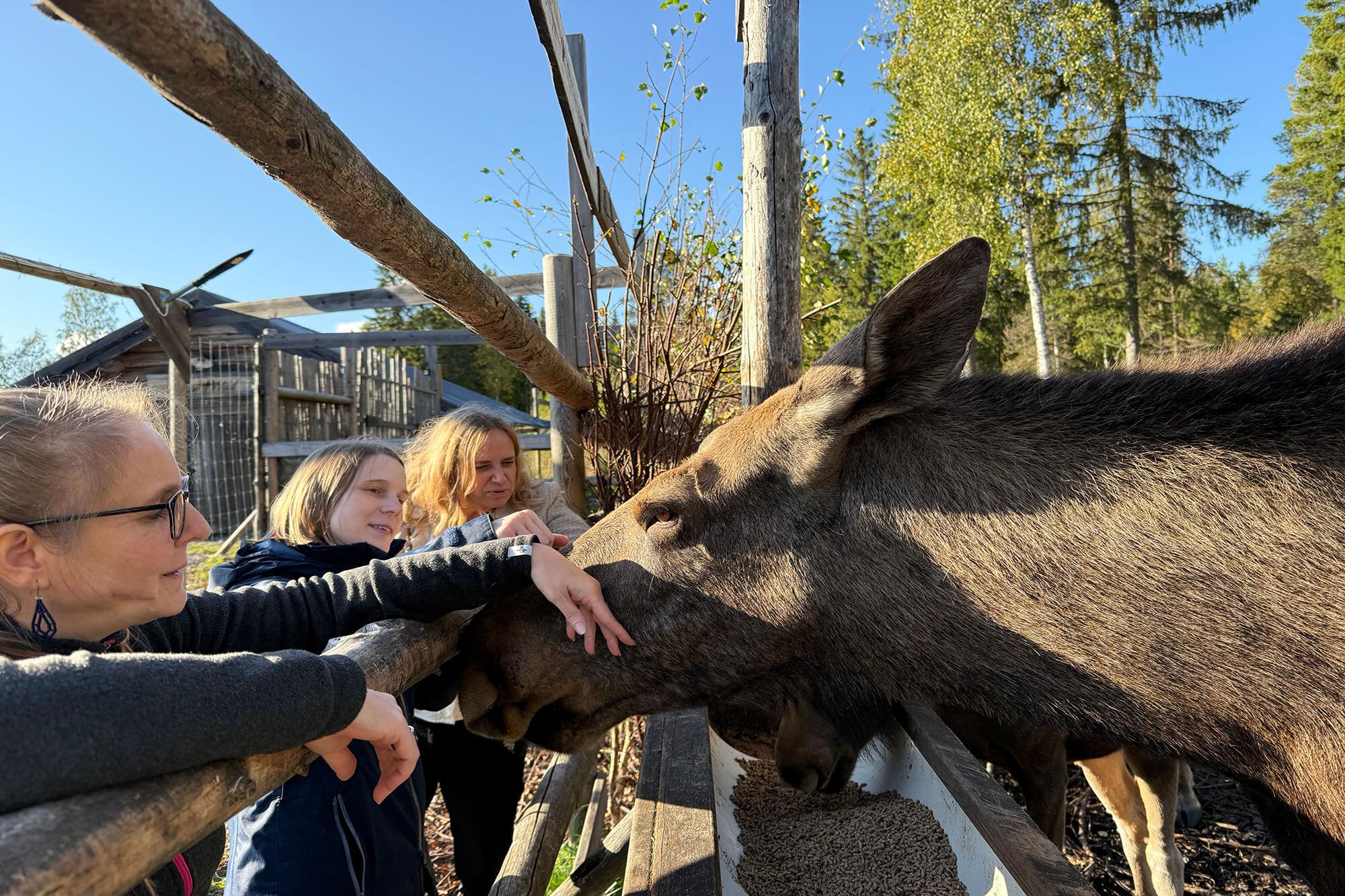 Elchbegegnung bei Cape Wild