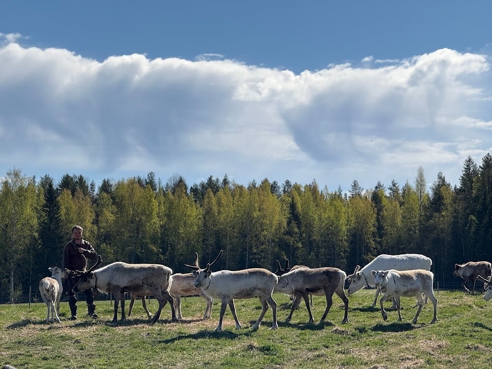 BCR-fam-Tavelsjö-reindeer ranch 2