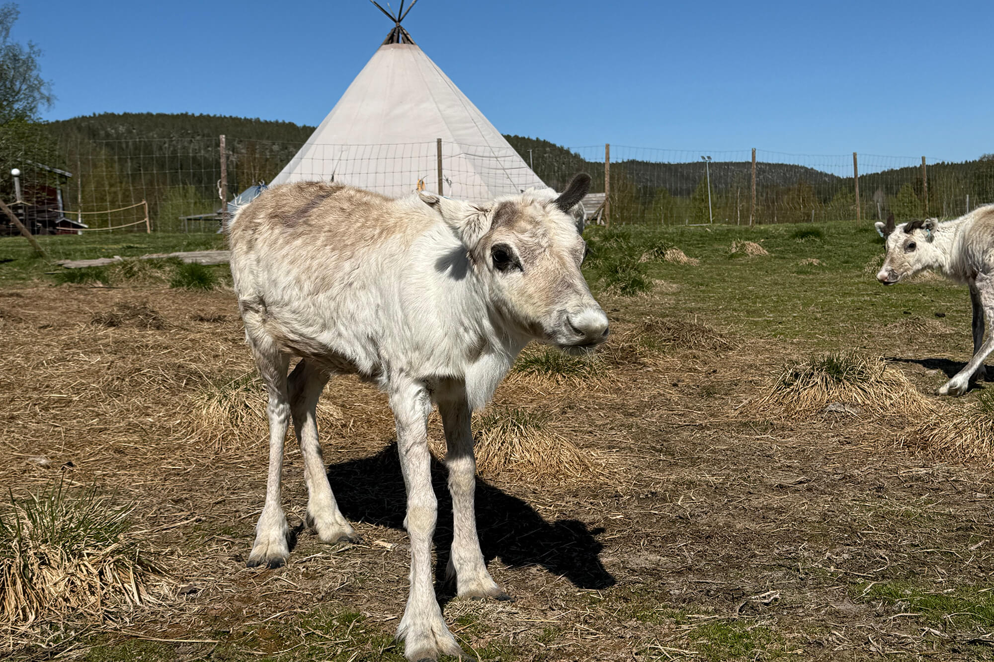 BCR-fam-Travelsjö-reindeer ranch 4