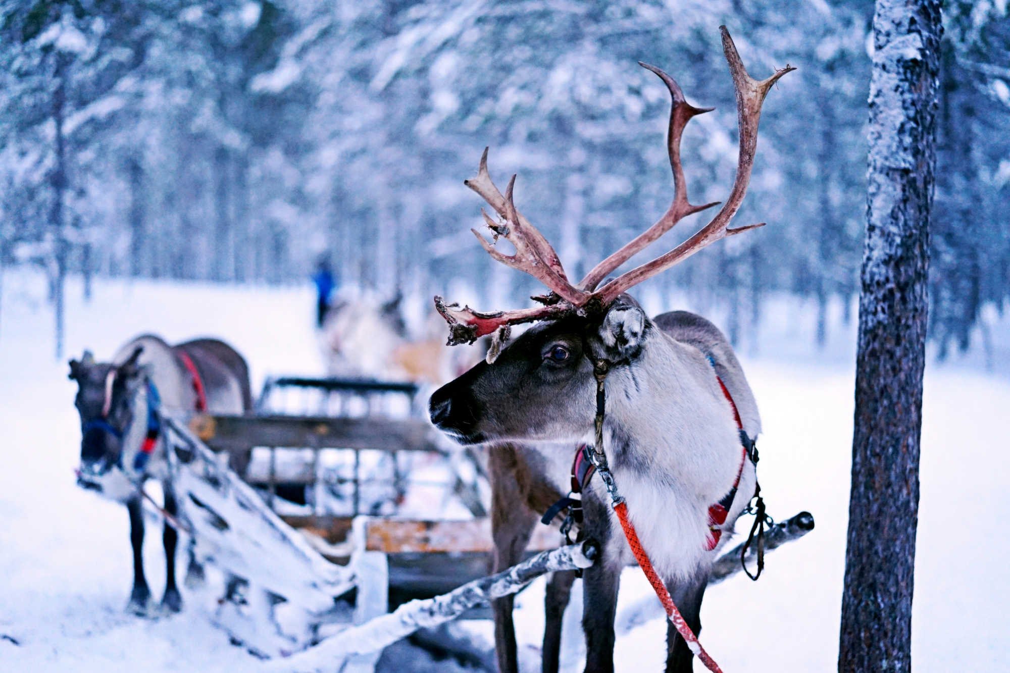 Rentierschlittenfahrt in Ivalo, Finnisch-Lappland