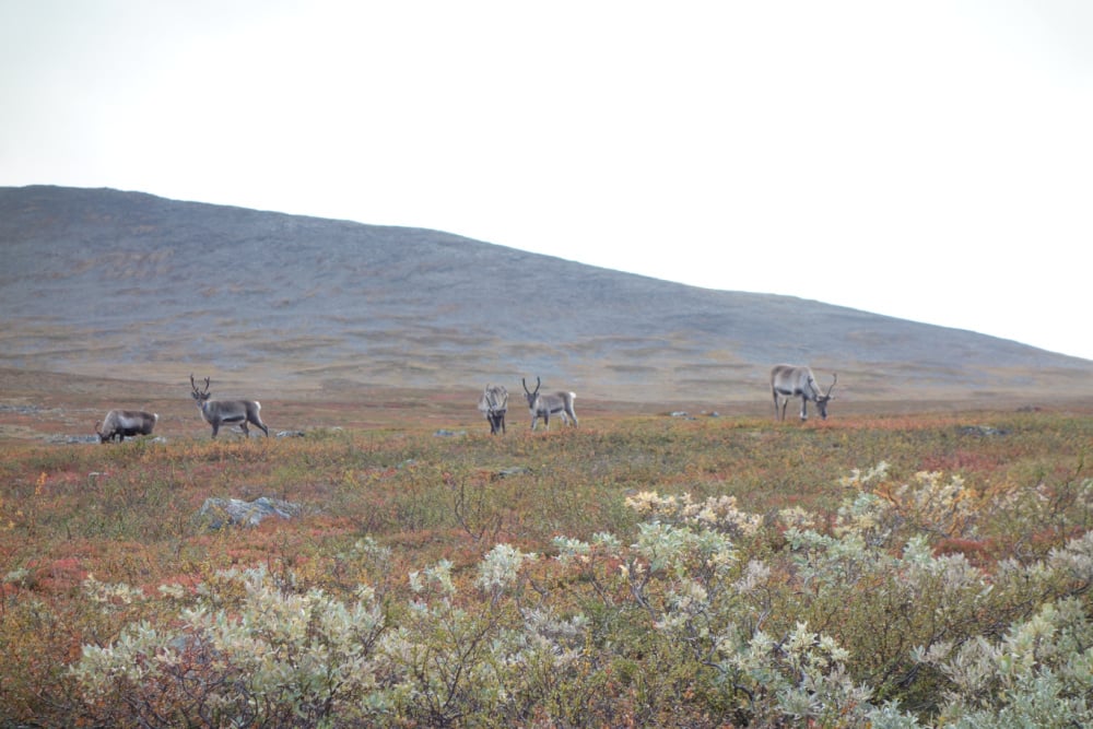 #NordicNews_Finnland_25062021