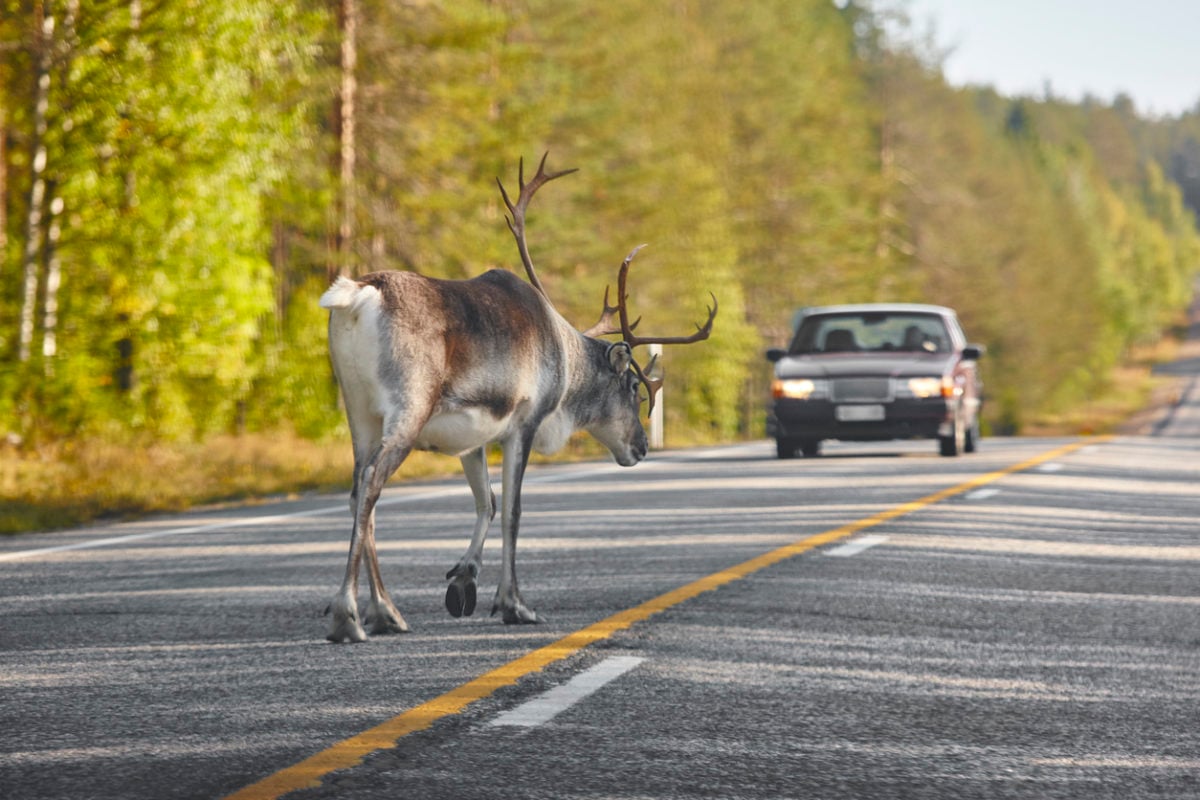 Reindeer-crossing-a-road-in-Finland.-Finnish-landscape.-Travel