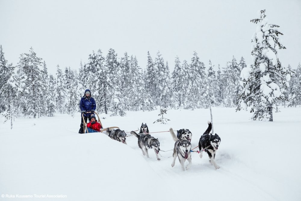 Ruka-Kuusamo-Husky-Safari