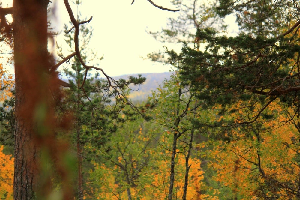 Levi Besuch des Nationalparks